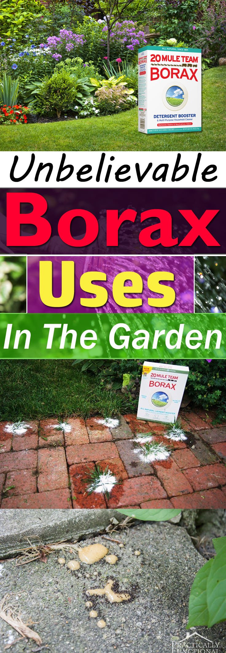 Borax is used for various house chores but did you know this naturally occurring mineral can be used in the garden too? Check out!