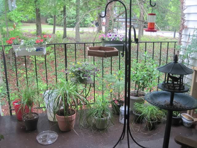 Plants and bird feeders share space on this small balcony Image Credit: Vetsy's View