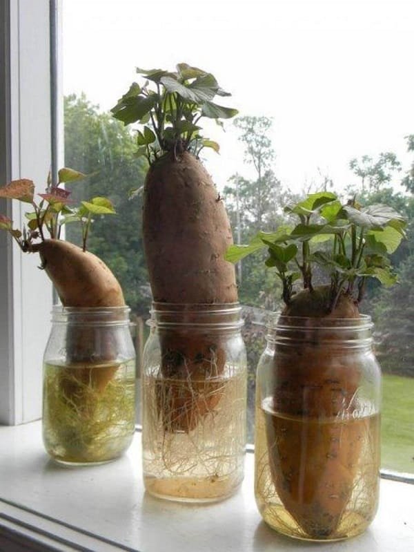 diy hack to grow sweet potato