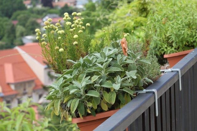 herbs in railing planters