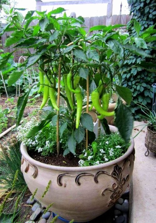 how-to-grow-pepper-in-pots-3