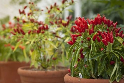 growing hot peppers in containers 1