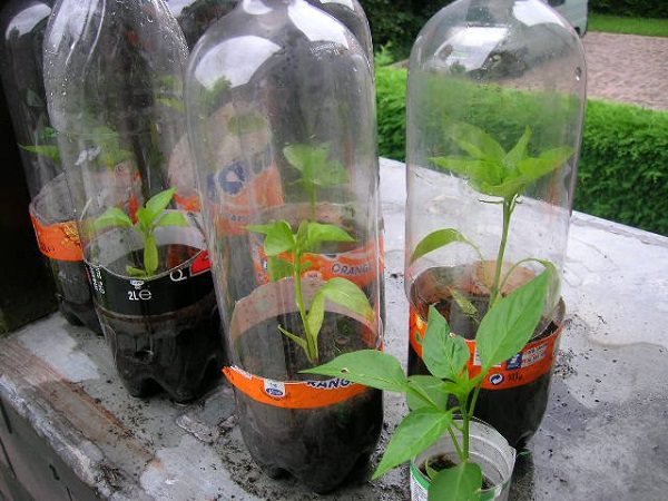 plastic bottle greenhouse