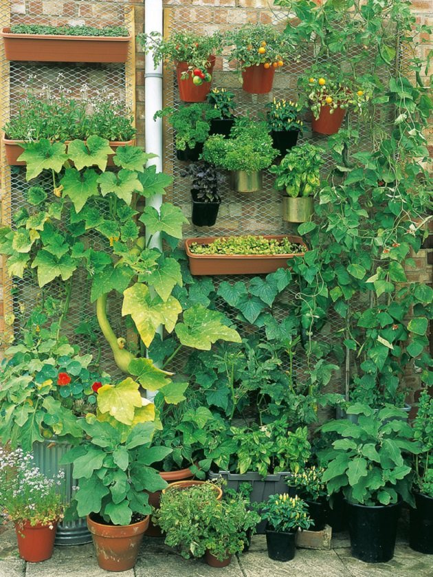 vertical vegetable garden