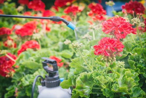 These Amazing Tips Will Keep Your Plants Blooming Continuously and Longer 12