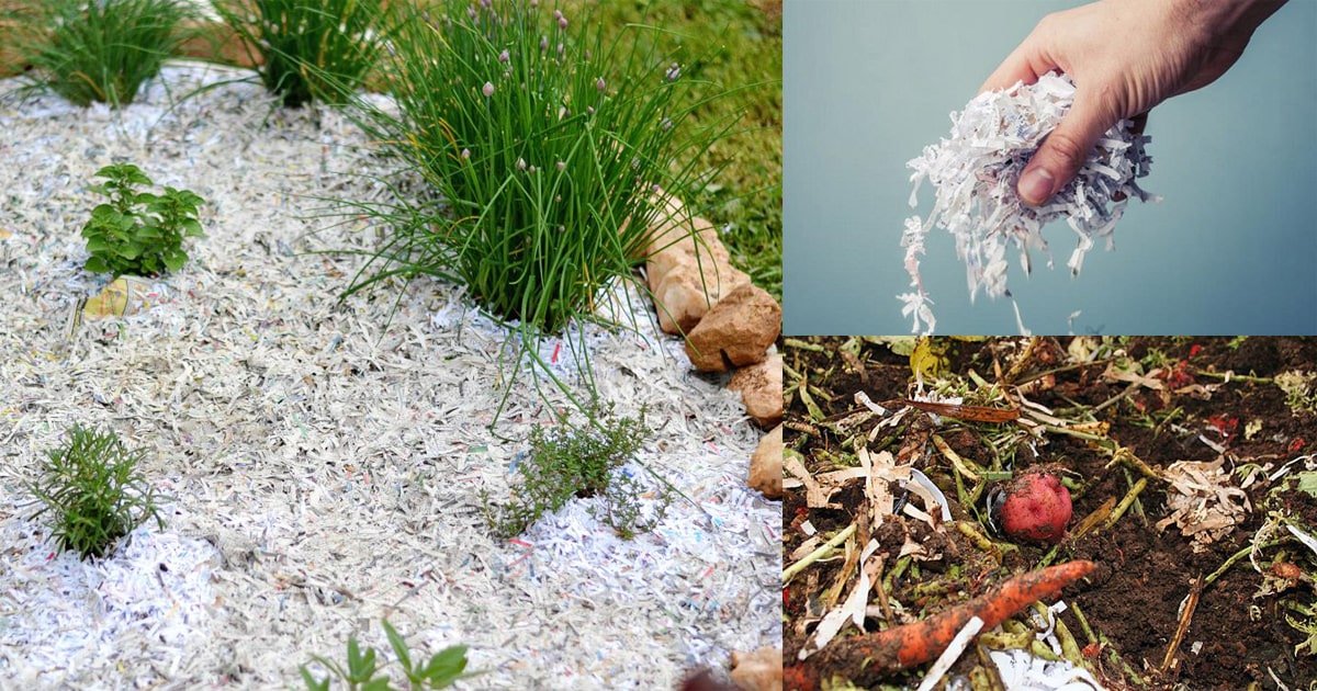 How to Use Shredded Paper in the Garden  