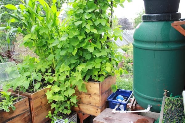 diy self watering container garden ideas 3