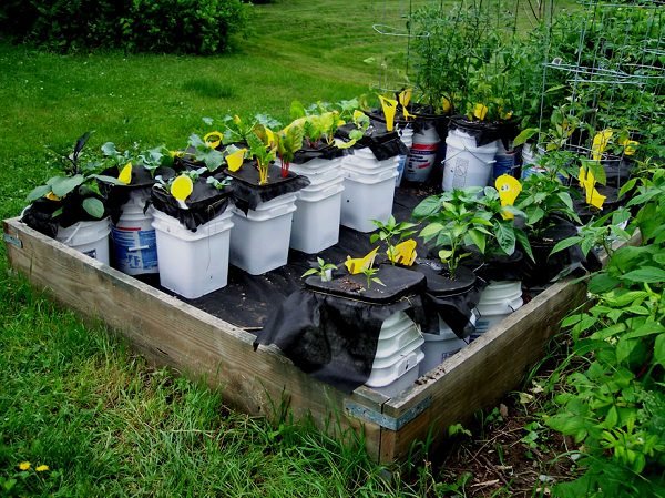 diy self watering container garden ideas 4