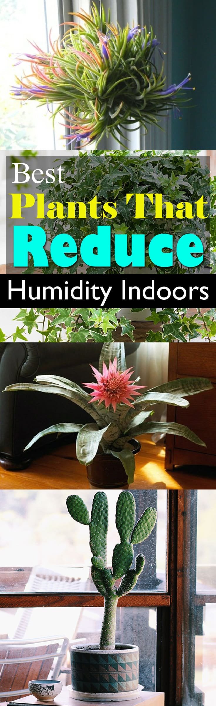 Cope with stickiness and extra moisture in the air by growing plants that reduce humidity indoors. They work. Check out!