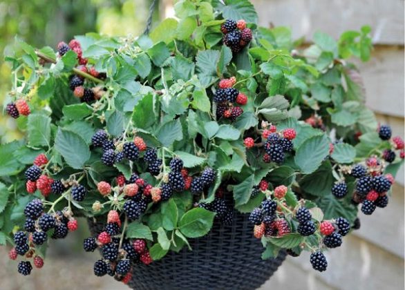 8 Best Berries to Grow in Containers | Balcony Garden Web