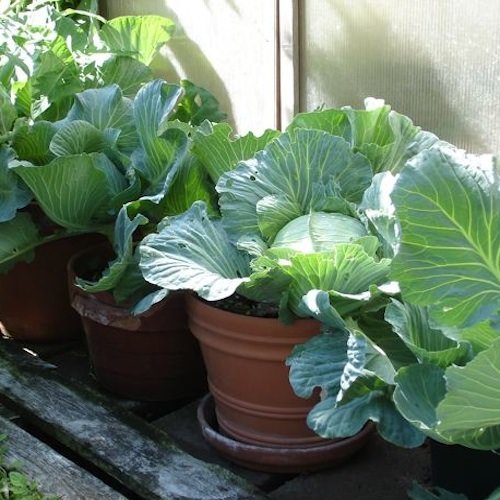 Cruciferous Vegetables You Can Grow