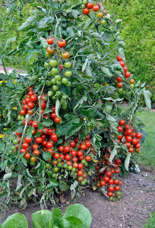 Plants with Tomatoes 1