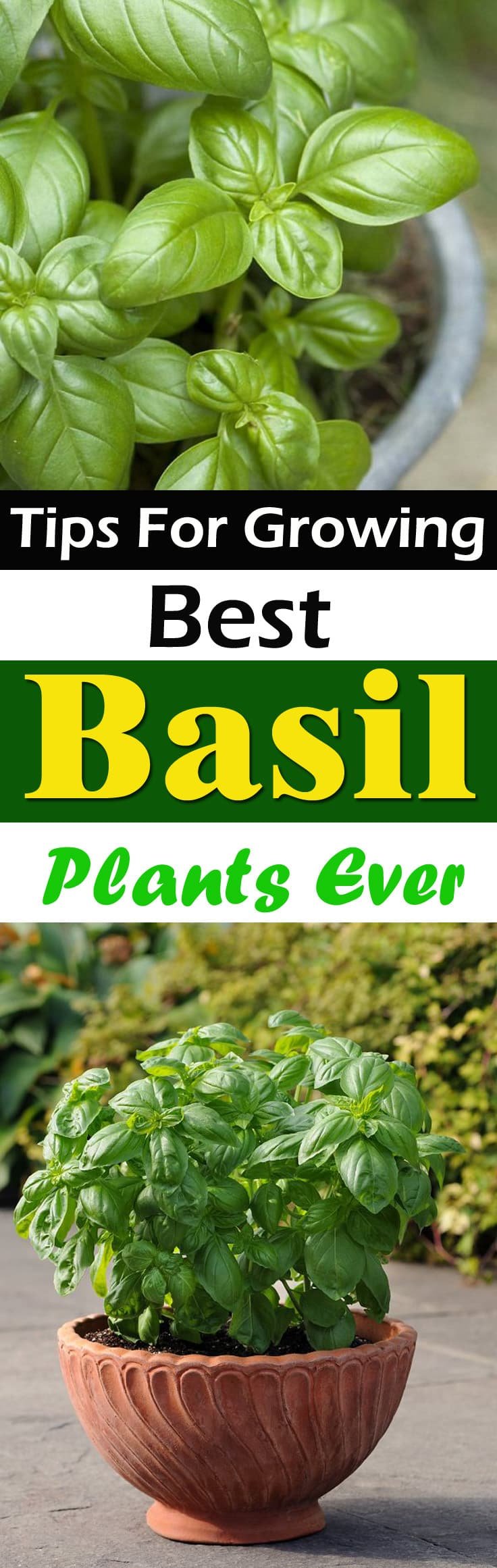 Take a look at these 9 Essential Basil Growing Tips to have a lush and productive basil plant in your herb garden!