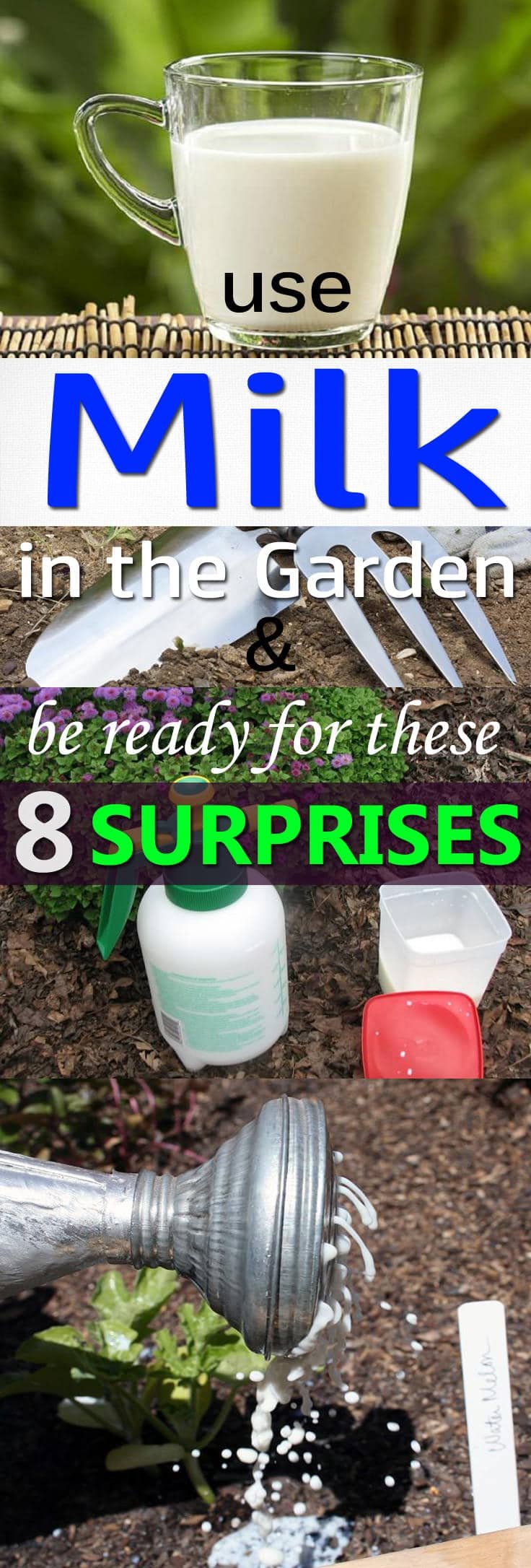 Learn about the 8 amazing milk uses in the garden backed by experiments and research!