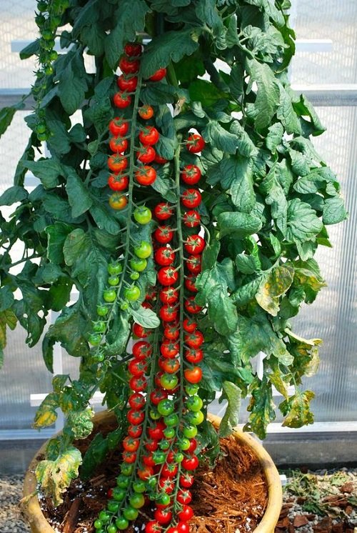 Tips for Growing Heirloom Tomato Plants in Containers