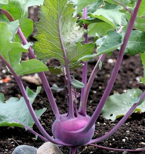 Companion Plants for Eggplants 23