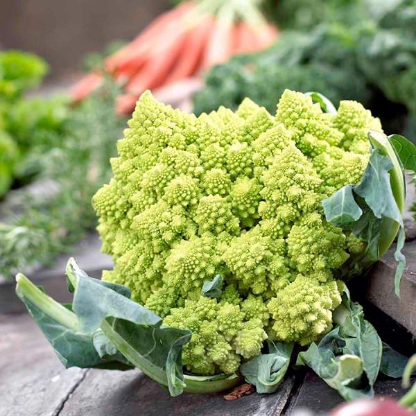 Romanesco Broccoli in conatiners