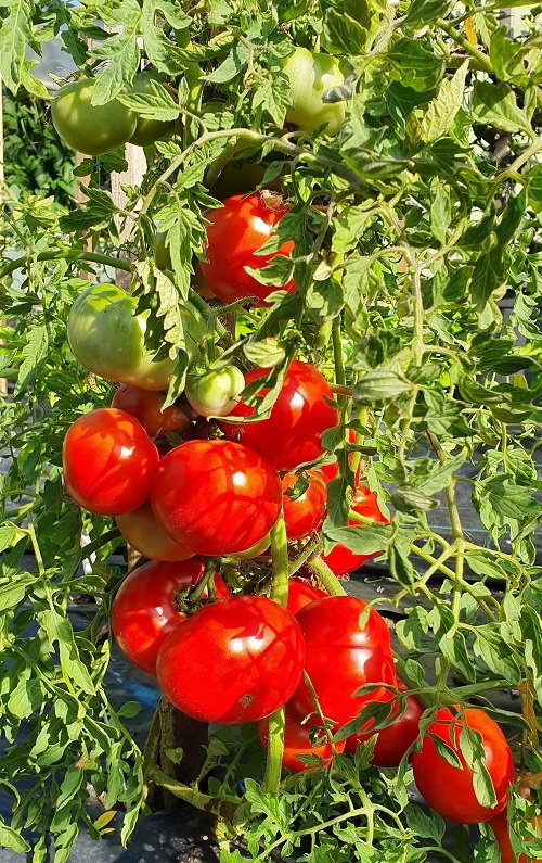 Top  Heirloom Tomato Plants i n garden 