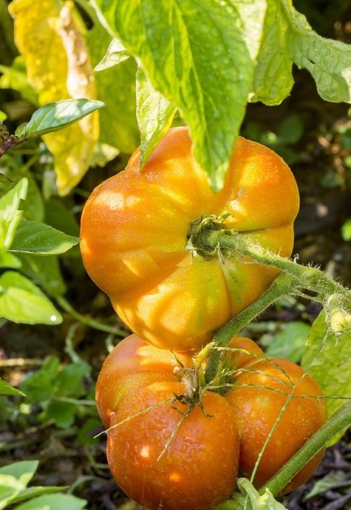 Top  Heirloom Tomato Plants