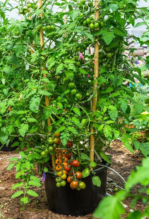 Best Heirloom Tomato Plants