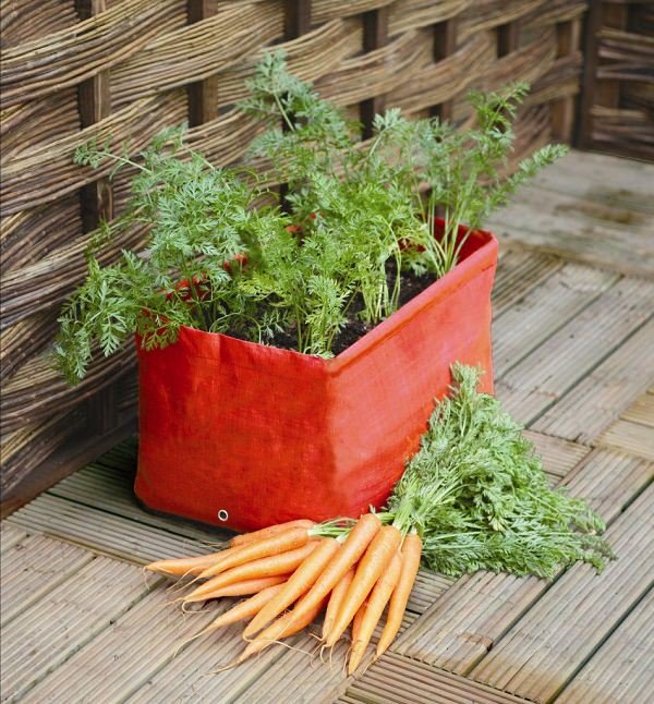 Growing carrots in containers is easy and you can get a decent harvest of this sweet and crispy vegetable even if you don't have a garden!