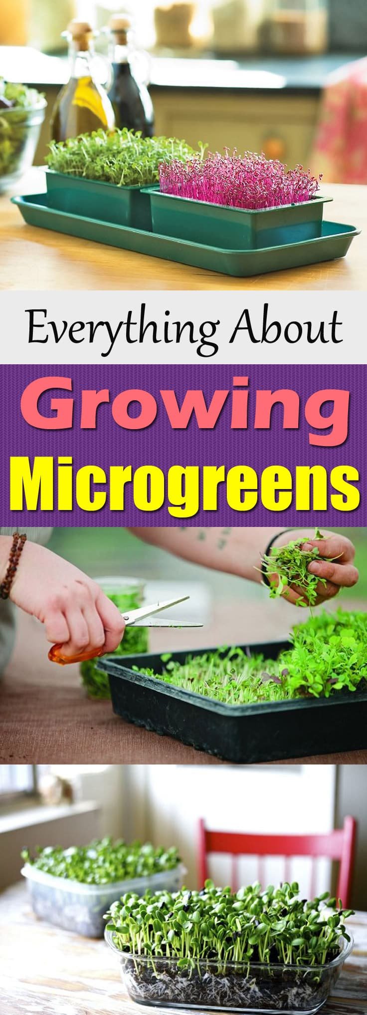 Learn how to grow Microgreens. They are tasty and nutritious. Growing microgreens indoors is also possible. Must check out!