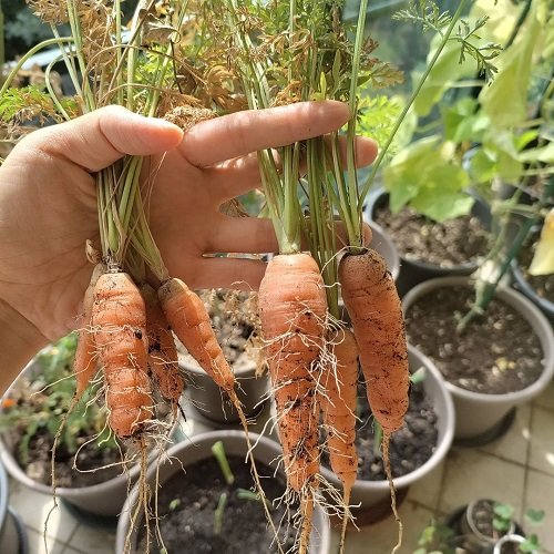 Growing Carrots in Containers