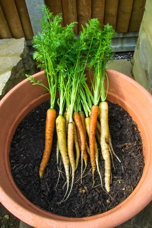 Best Pot Size for Growing Carrots in Containers