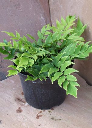 21 Best Ferns for Containers that Grow Indoors & Outdoors Easily