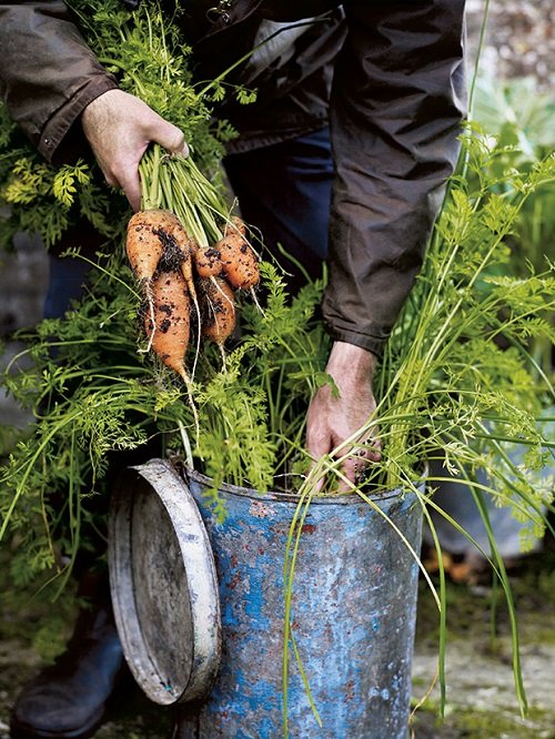 Growing Carrots in Containers 10