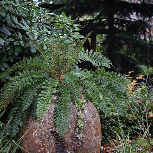 best ferns for containers 27
