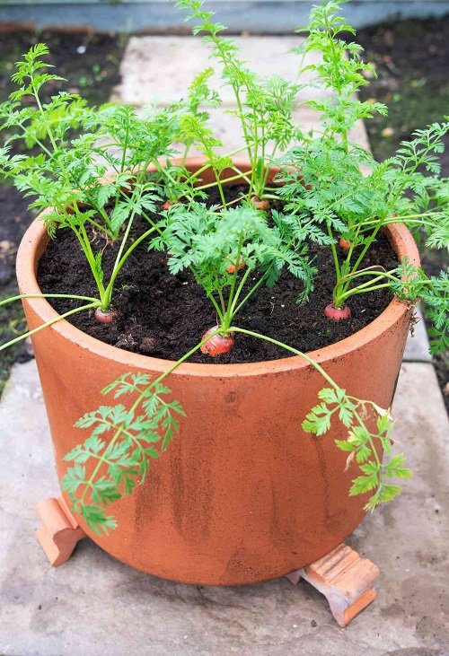 Growing Carrots in Containers 2