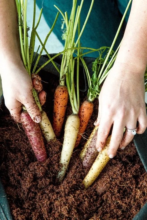 How to Grow Carrots in Containers