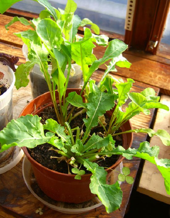 grow arugula in pot