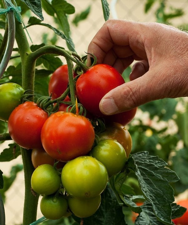 Growing Tomatoes in Pots? Learn these 13 basic Tomato Growing Tips for Containers to grow the best red and juicy, plump tomatoes!
