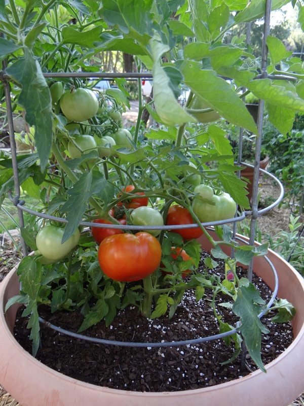tried and trusted Best Tomato Growing Secrets in Containers