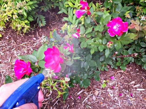 diy rose fertilizers and remedy