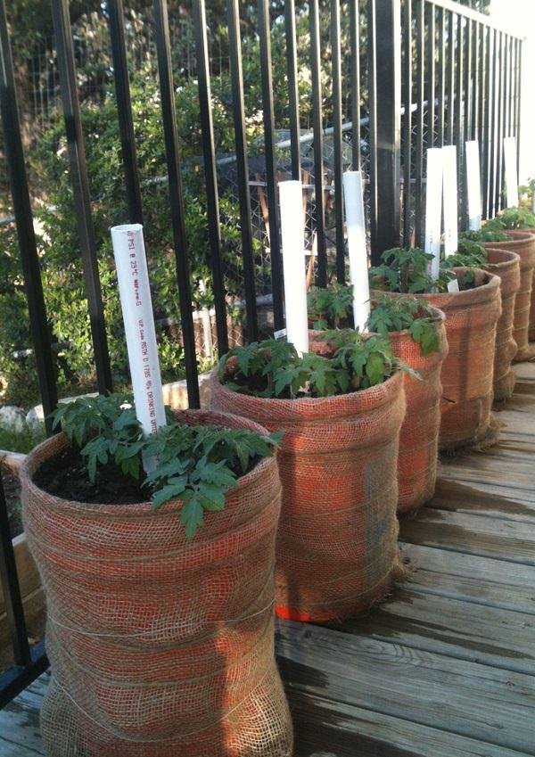 Best Tomato Growing Secrets in Containers that you can suggest
