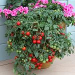 Growing Tomatoes In Pots | 13 Tomato Growing Tips For Containers