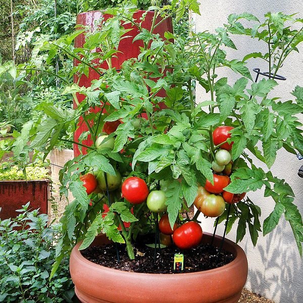 growing tomatoes in pots? Learn these basic tomato growing tips