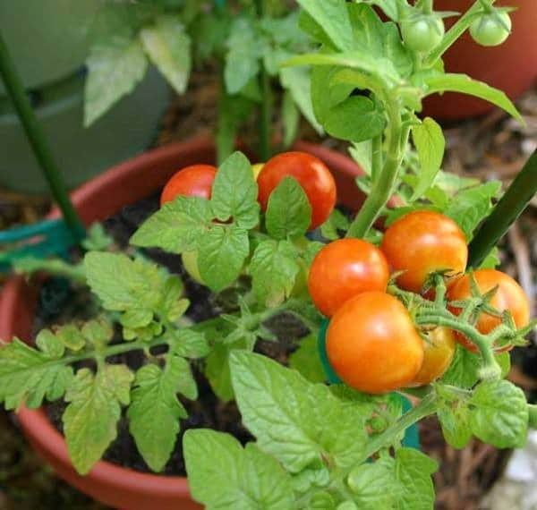 Best Tomato Growing Secrets in Containers for people with gardens