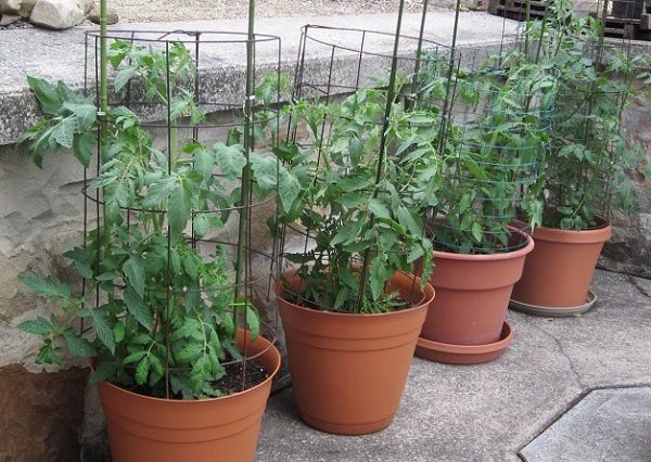 Growing tomatoes in pots--13 tips