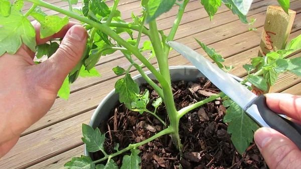 Some of the Best Tomato Growing Secrets in Containers