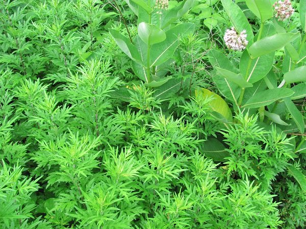 Beneficial Weeds in a Garden 9