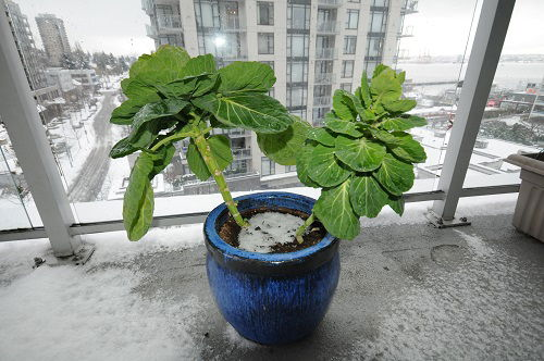 Growing Brussels Sprout Indoors