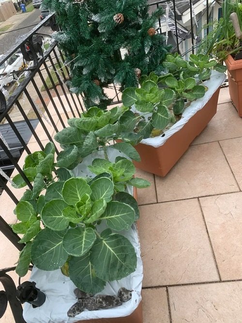 Growing Brussels Sprouts In Containers 2