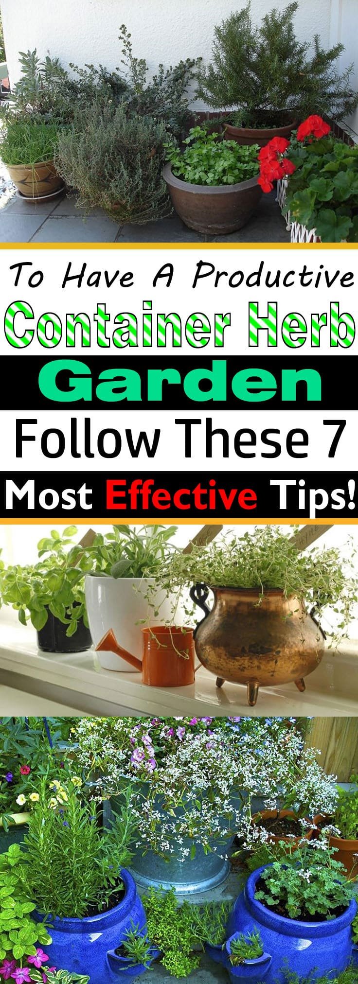 If you're growing herbs in pots, must follow these herb gardening tips!