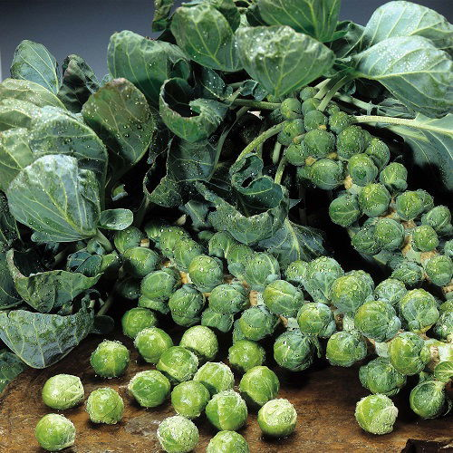 Harvesting Brussels Sprouts