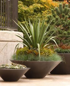 30 Best Architectural Plants to Grow in Containers | Balcony Garden Web