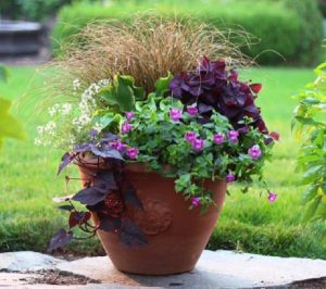 30 Plant Combination Ideas for Container Gardens | Plant Arrangements